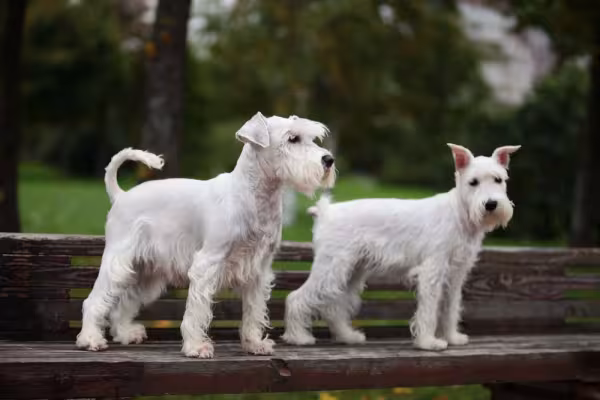 O Schnauzer miniatura branco encanta a todos com a sua pelagem e jeitinho
