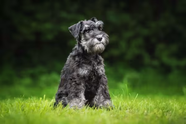 O Schnauzer Miniatura tem mais propensão para problemas urinários e renais
