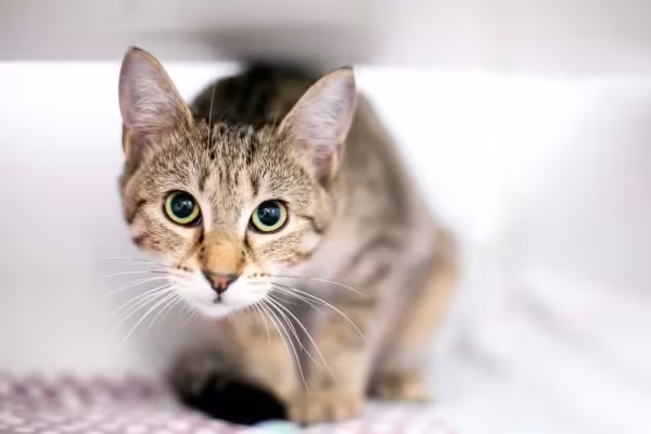 Pupila dilatada: gato faz isso quando está relaxado e animado com alguma coisa