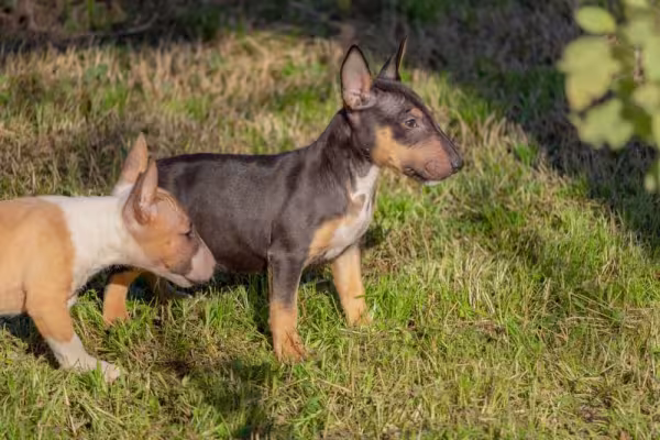 Brincalhão, o mini Bull Terrier é ideal para donos que querem uma rotina com muito bom humor