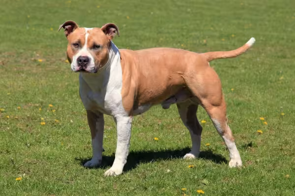 O American Staffordshire é uma raça que pode ter diferentes colorações