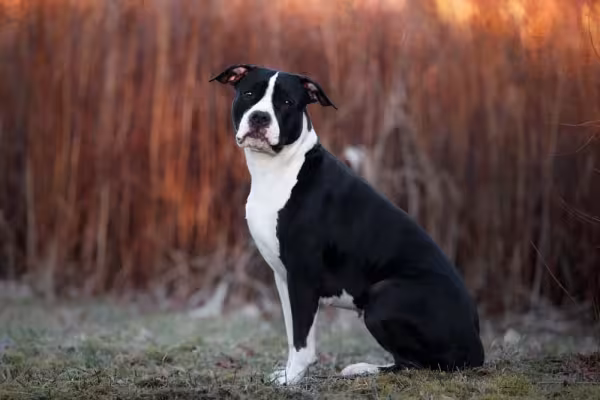 Cheio de energia, o cachorro American Staffordshire deve ter uma rotina de exercícios regulares