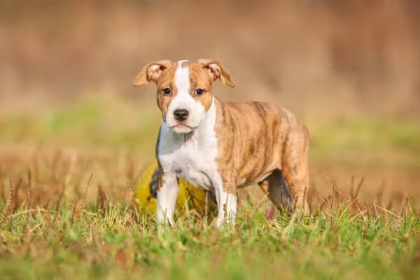 American Staffordshire Terrier filhote tem que ser adestrado para não ser teimoso quando adulto