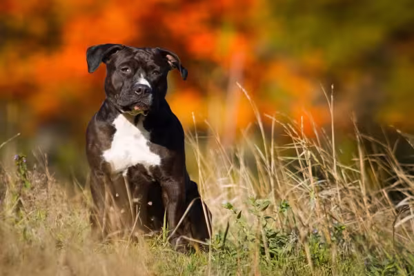 O American Terrier é um tipo de Pitbull com muitas qualidades