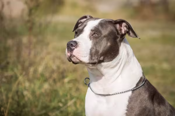 O American Staffordshire é perfeito para acompanhar famílias com crianças