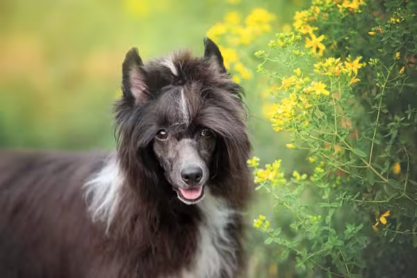 O Cão de Crista Chinês Powderpuff tem uma camada de pelos fina e lisa
