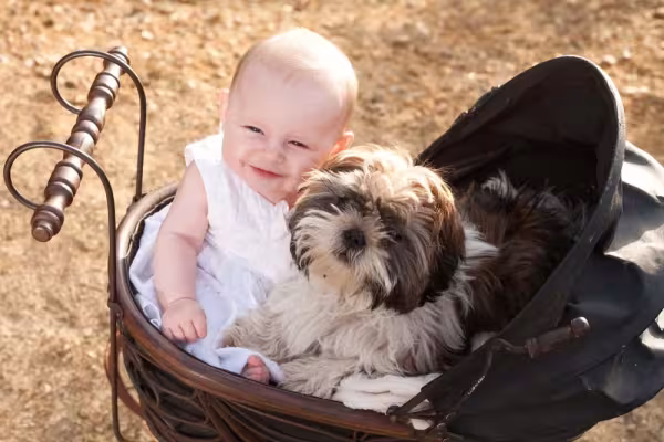 O Shih Tzu tem um temperamento super tranquilo e é um ótimo cachorro para criança pequena