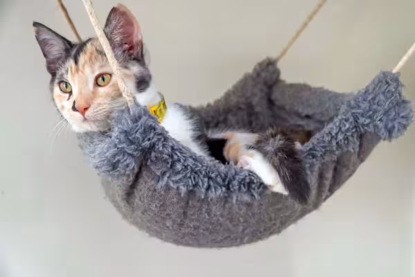 A rede para gato que fica embaixo da cadeira cabe em qualquer lugar