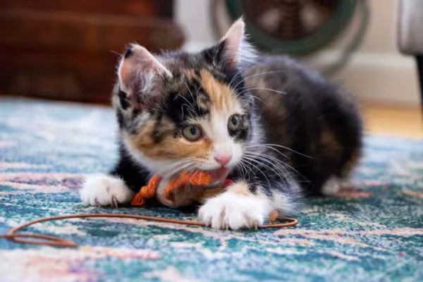 O mordedor para gato vai evitar que ele tente roer cabos e outros objetos