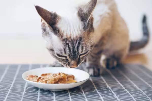Durante a troca de dente de gato , ofereça mais sachês para ele