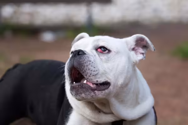 Olho de cereja: cachorro fica com a glândula da terceira pálpebra bem exposta e vermelha