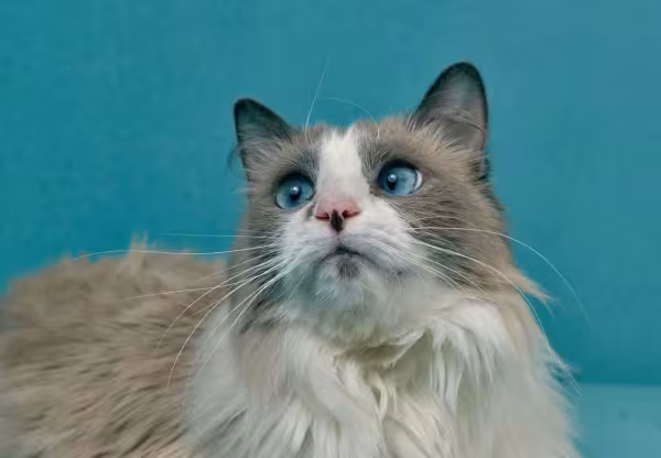 O gato com sarna demodécica - ou sarna negra - é caracterizado por manchas escuras e feridas na pele