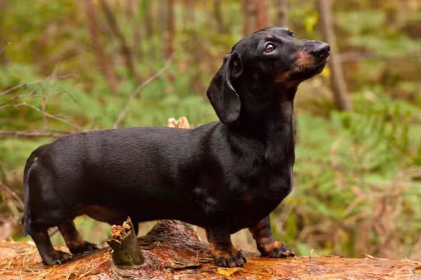 Dachshund, ou o famoso cão salsicha, adora brincar e dar carinho!