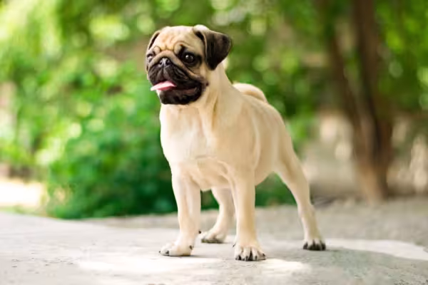 Um dos cachorros mais carinhosos é o Pug