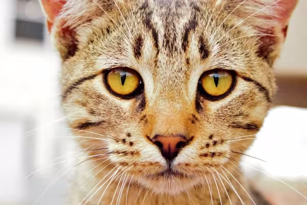 O olho do gato retraído é comum em ambientes com mais luz e quando o bichano está em alerta
