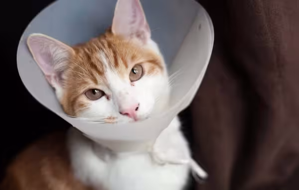 A castração de gato macho ajuda a diminuir as fugas e voltinhas pela rua
