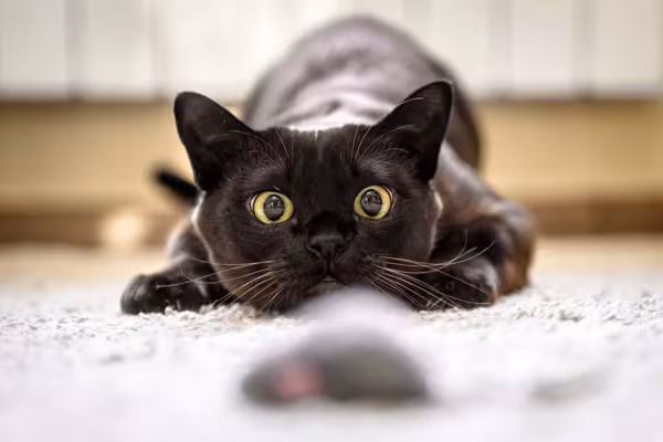 Quando a pupila de gato dilata também pode ser um convite para brincadeiras