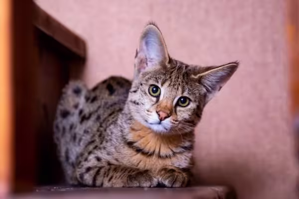 Gato Savannah F1: esse peludo tem mais características com o Serval do que os outros.