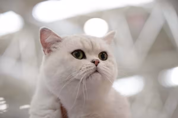 Gato de Pelo Curto Inglês: raça pode ser encontrada na cor branca
