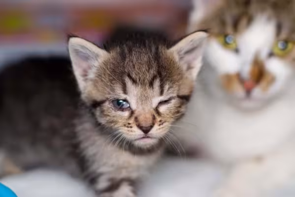 Conjuntivite em gatos filhotes é muito comum!