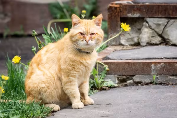 Gato com olho vermelho também é um sinal da conjuntivite