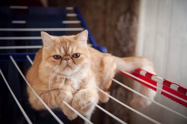 Gato laranja: Persa Exótico tem os pelos mais curtos do que o gato Persa laranja normal