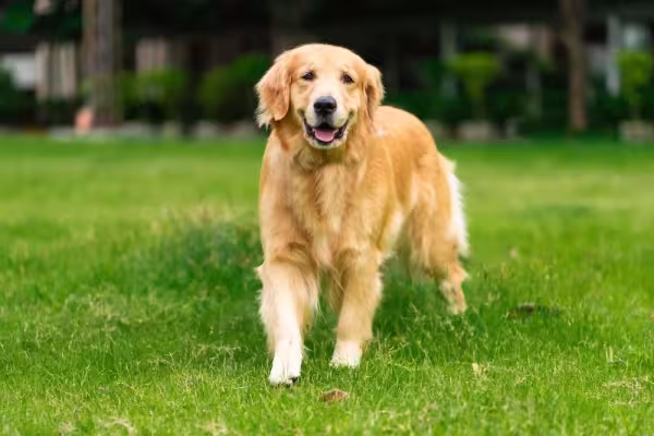 A raça Golden Retriever é amistosa e tem tudo para conviver em harmonia com as crianças