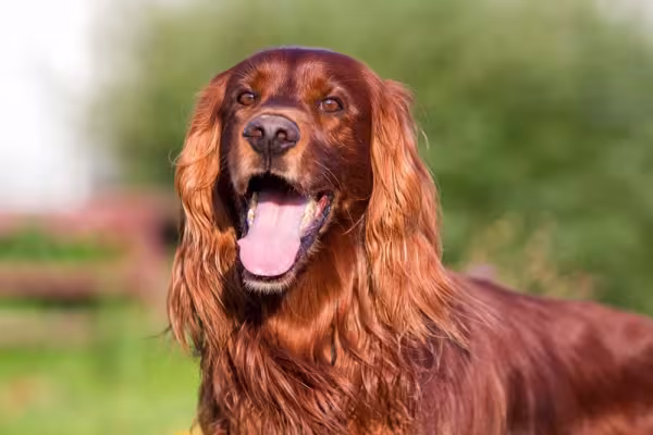 O Setter Irlandês, apesar de pouco popular, é uma raça que se dá muito bem com crianças