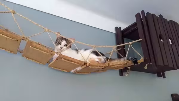 Prateleira: gato ama descobrir coisas novas, imagina ao receber toda uma estrutura nova pra brincar? (Arquivo Pessoal: @o_fazedor)