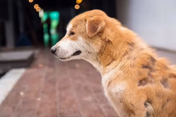 A caspa canina pode causar perda difusa de pelos