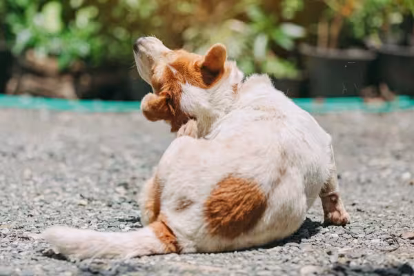 O cão tende a se coçar bastante quando está com caspa
