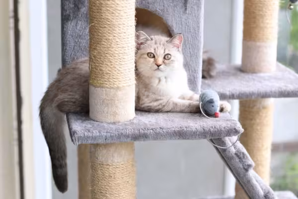 Uma casa gatificada precisa de um arranhador para o animal exercer seus instintos naturais de arranhar