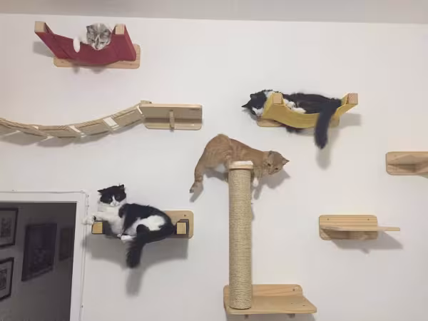 Nichos para gatos: você pode comprar uma estrutura que esteja pronta ou montar a sua, adaptando do seu jeito! (Arquivo Pessoal: @o_fazedor)