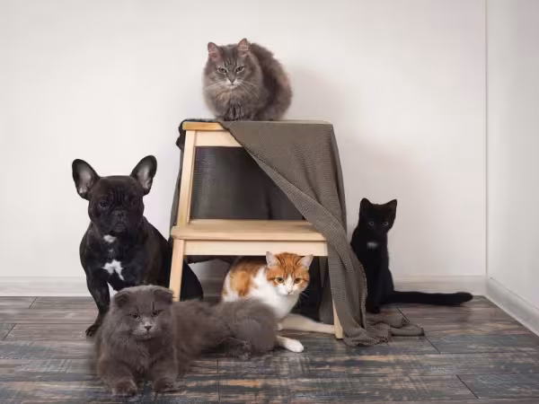 Além de gatificar ambientes, você deve promover a socialização do gato com outros animais e pessoas