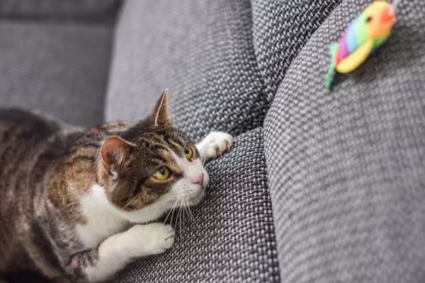 A gatificação inclui brinquedos para gatos que afloram os instintos naturais do animal, como a caça