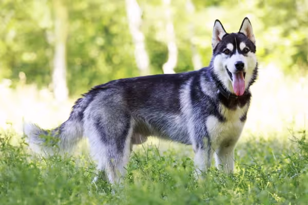 Husky Siberiano andando ao ar livre com língua de fora