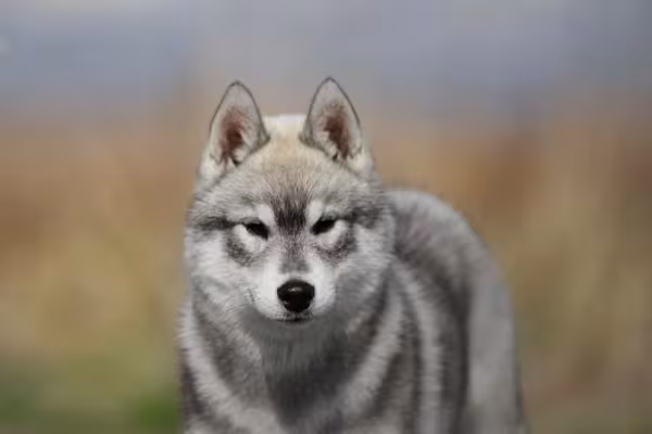 Husky filhote cinza e branco