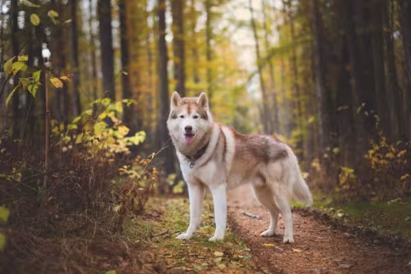 Husky Siberiano marrom e branco na floresta