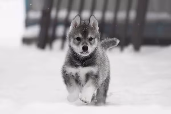 Filhote de Husky andando na neve