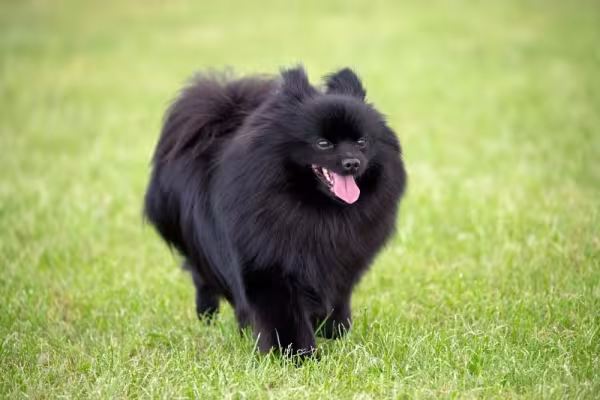 O Lulu da Pomerânia preto é um dos mais charmosos