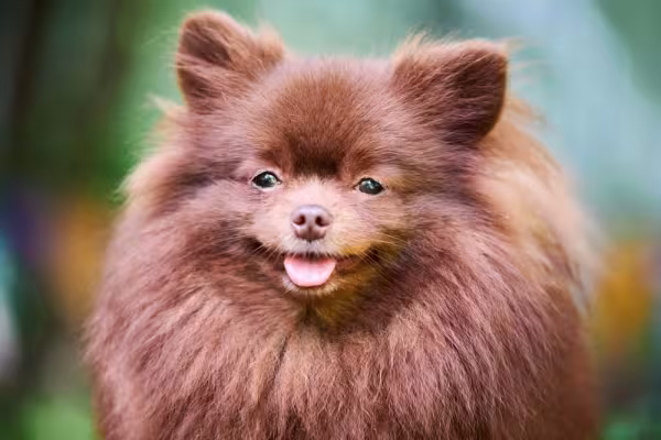 O Lulu da Pomerânia marrom ou chocolate é mais raro