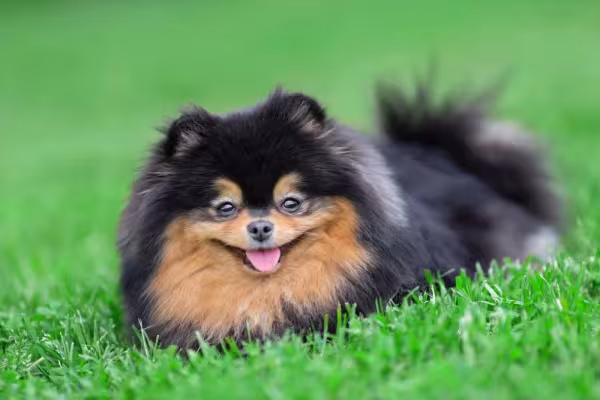 O padrão do Lulu da Pomerânia preto e marrom também pode ser chamado de