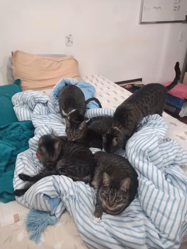 Todos os filhotes da ninhada de gatos receberam cuidados médicos e de higiene, além de muito amor