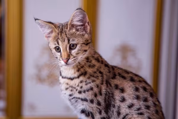 O gato Savannah pode ter até 20 Kg e sua personalidade varia de acordo com as raças cruzadas