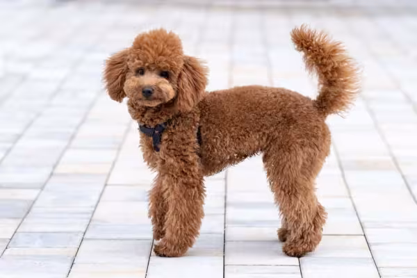 O Poodle é considerado por muitos o melhor cachorro para quem tem alergia, pois quase não solta pelos