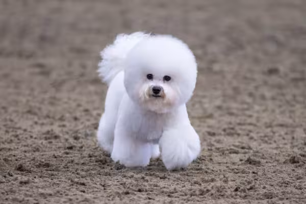 Quem olha para a juba do Bichon Frisé nem imagina que ele é um ótimo cachorro para quem tem alergia