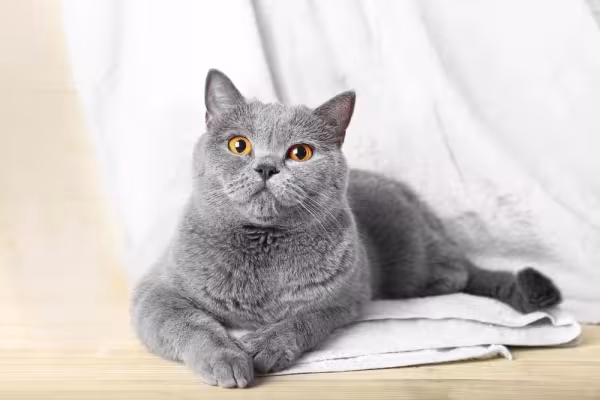 O gato cinza é aventureiro e espirutoso