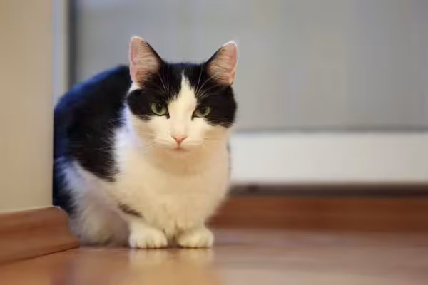 Nos gatos frajolas, personalidade é mais temperamental