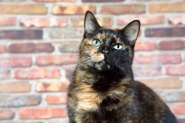 O gato escaminha é mais envergonhado e fechado, só se abre com os tutores