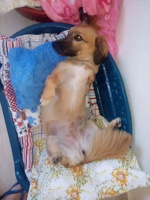 A Sol é uma cadela paraplégica que vive super bem, apesar da patinha amputada